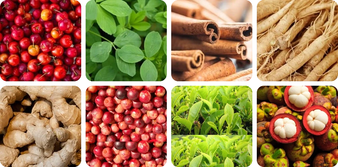 Nagano Lean Body Tonic ingredients
